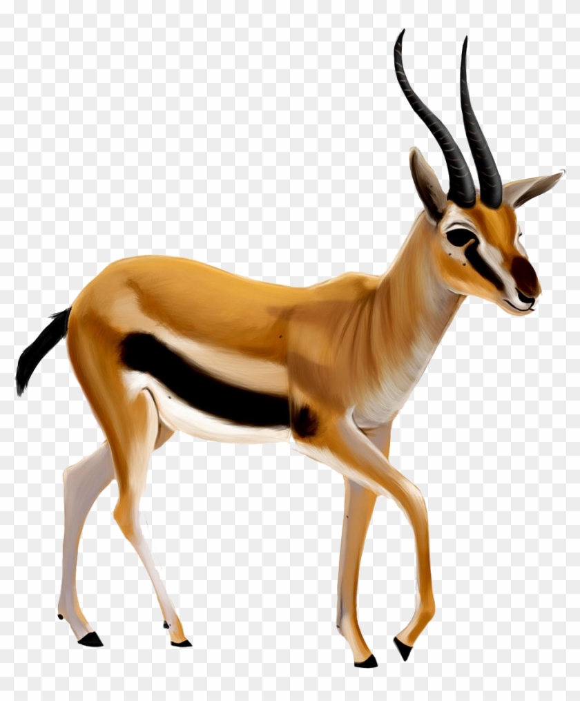 Gazelle Clipart Springbok - Gazelle Png #408631
