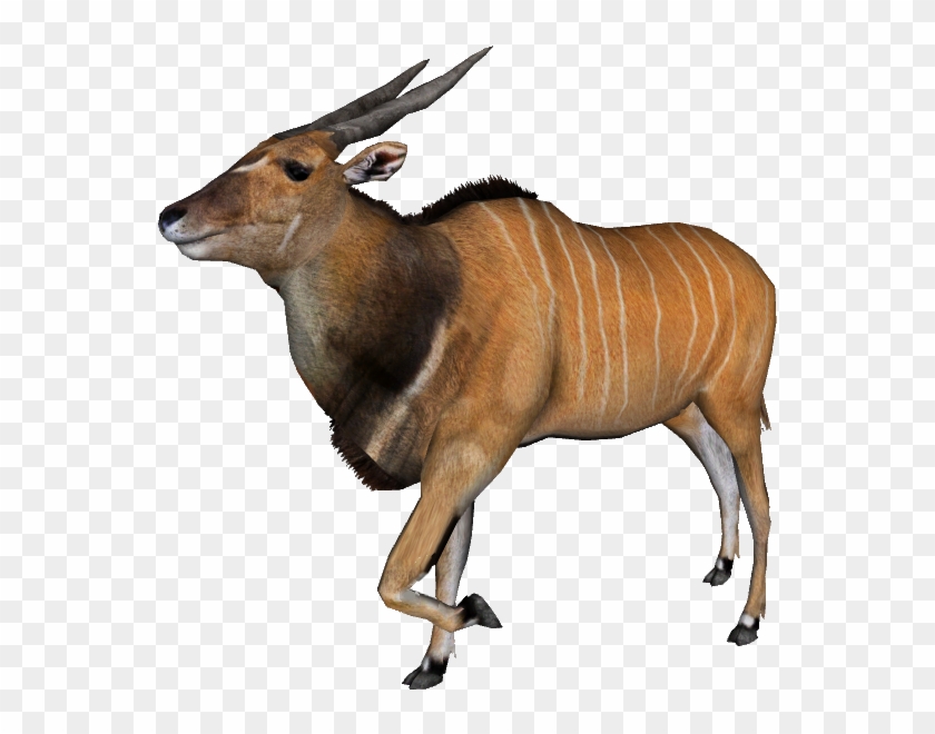 The One Most Majestic Antelopes And Largest Antelope - Bongo #408665