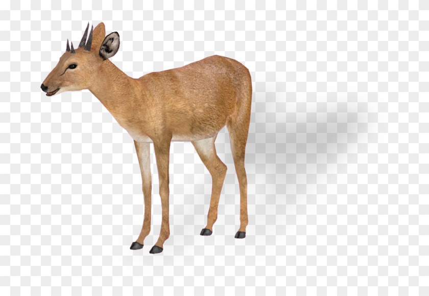 Antelope 4 Png - Four Horned Antelope Png #408667
