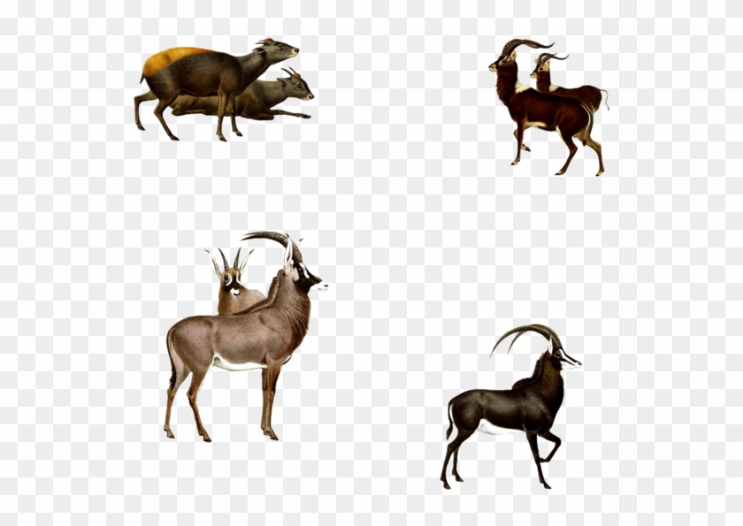 Antelopes 1800's 6 Png By Chaseandlinda - Goat #408674