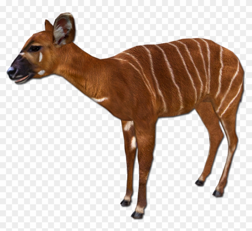 Posted Image - Zoo Tycoon 2 Impala #408677