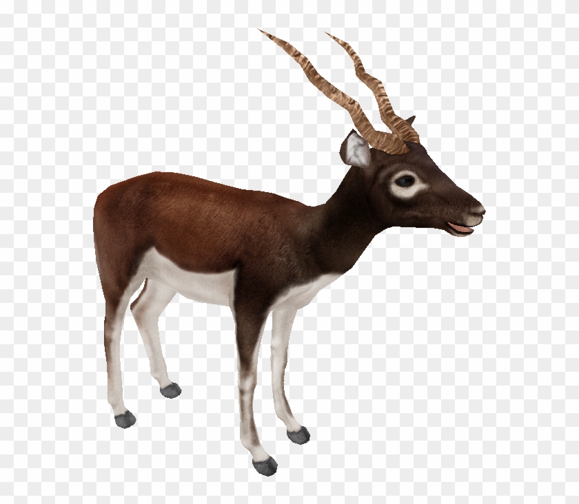 Of black buck picture Why White