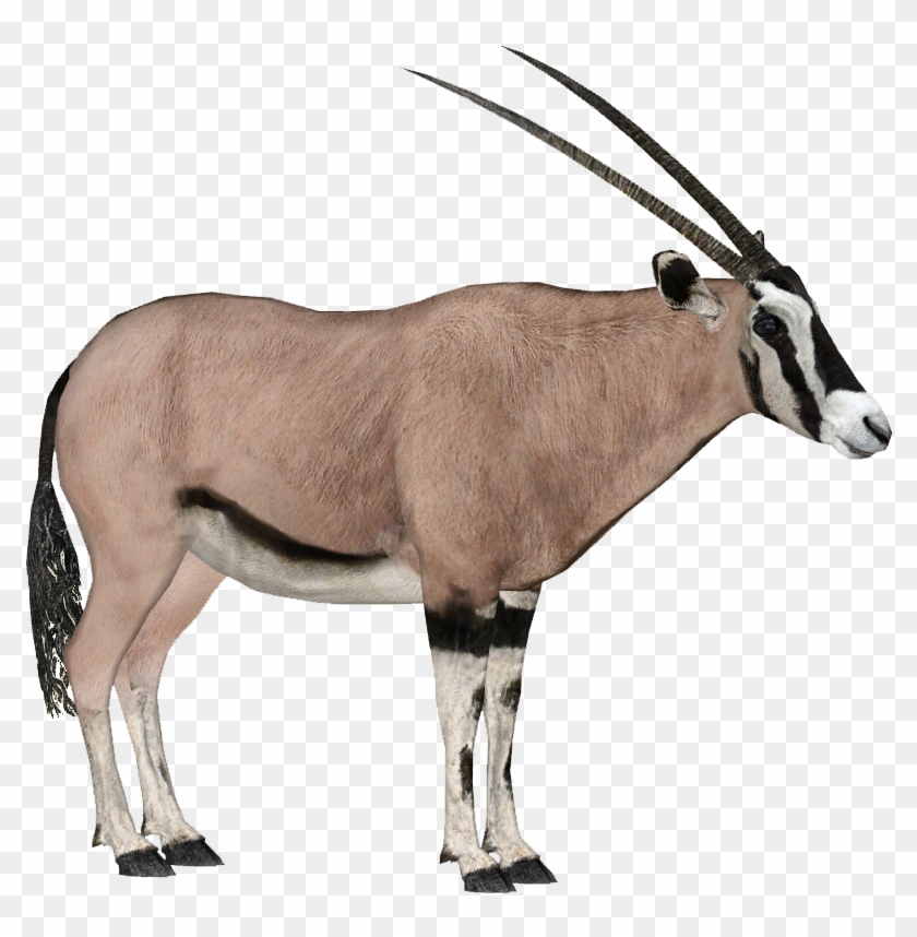 Beisa Oryx - Beisa Oryx #408754
