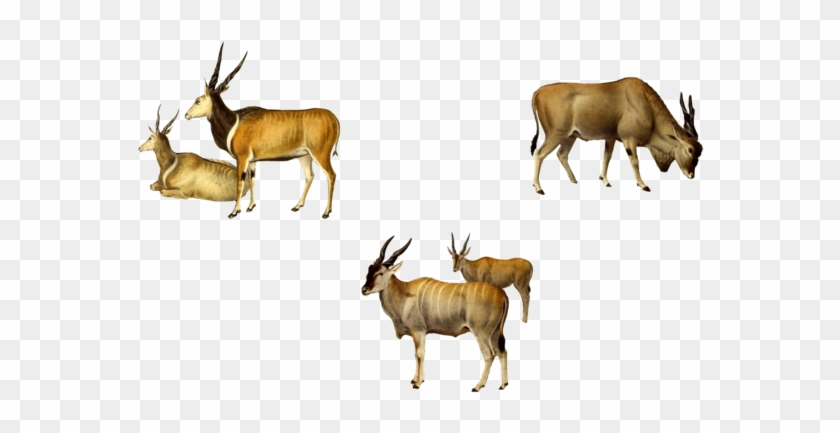 Antelopes 1800's 1 Png By Chaseandlinda - Herd #408759