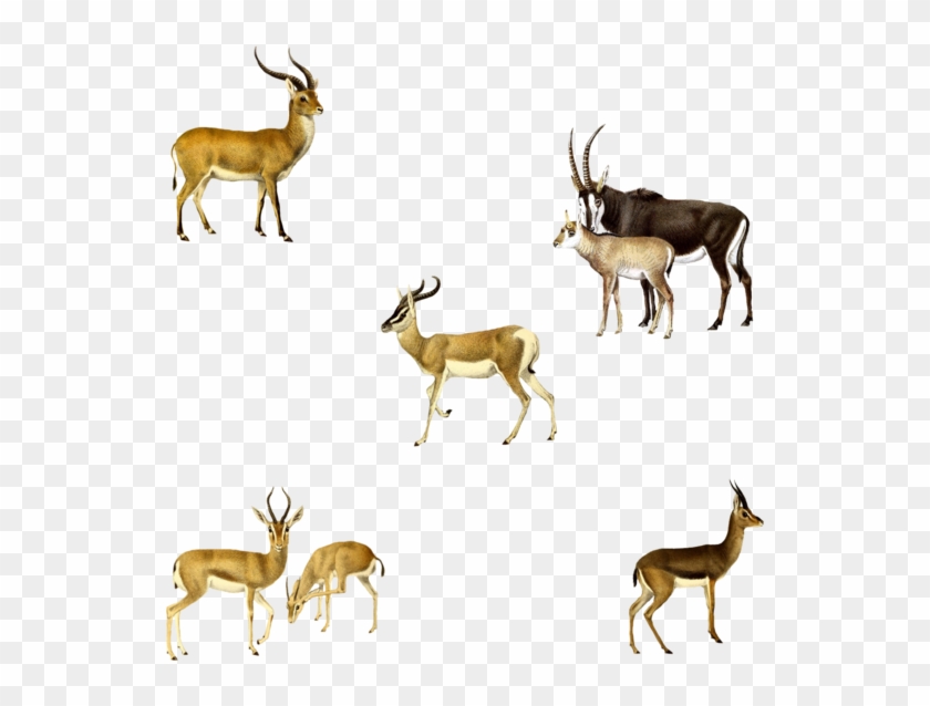 Antelopes 1800's 3 Png By Chaseandlinda On Deviantart - Reindeer #408760