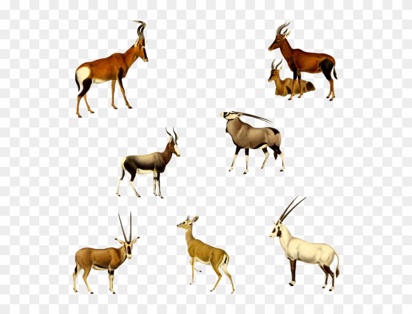 Antelopes 1800's 4 Png By Chaseandlinda On Deviantart - Antelope #408770