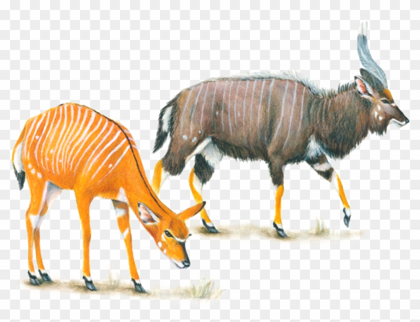 African Animals - Nyala Male And Female #408775