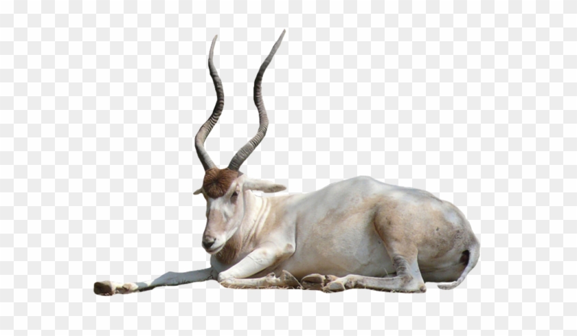 Addax Antelope Png By Chaseandlinda - Addax Antelope No Background #408778