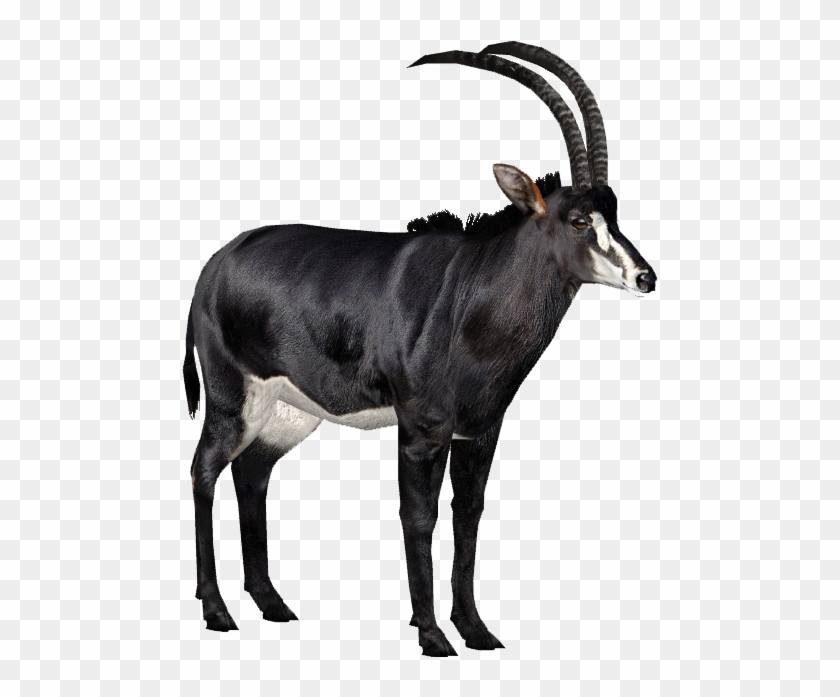 Giant Sable Antelope Zoo Tycoon 2 - Giant Sable Antelope Zoo Tycoon 2 #408786