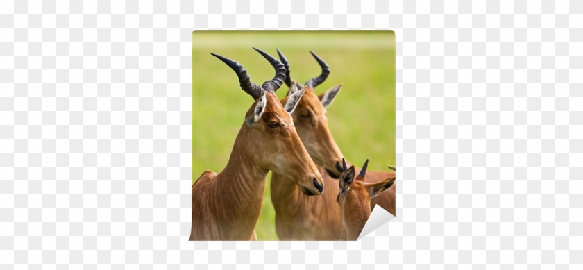 Hartebeest Antelopes In The Serengeti National Park, - Hartebeest #408794