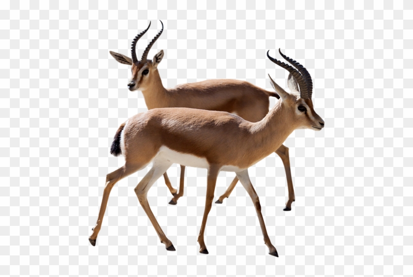 Gazelle Png #408808