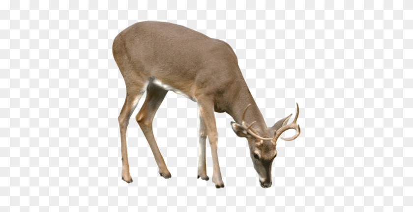 Deer Png #408836