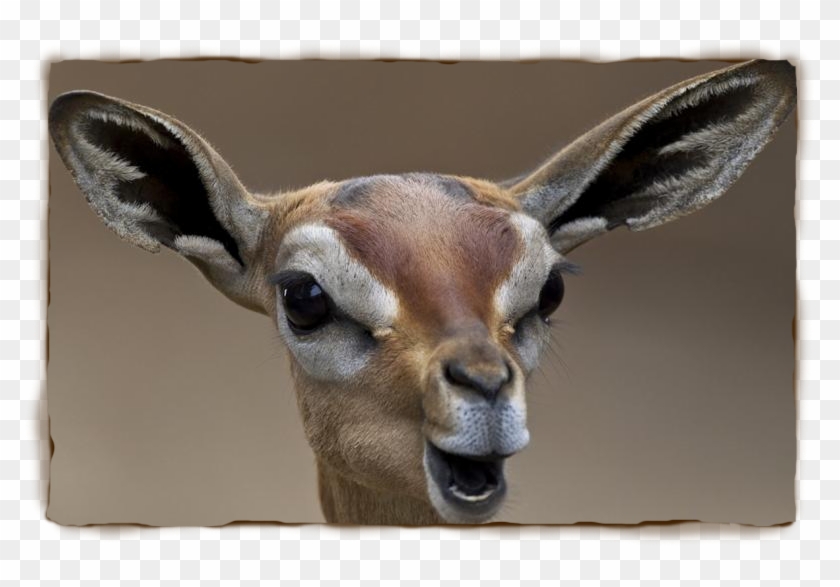 A Gerenuk Can Go Its Whole Life Without Drinking Water - Deer #408841