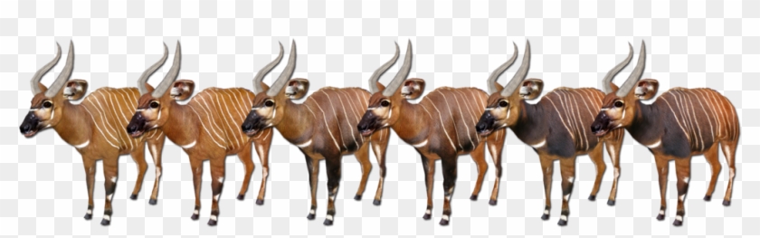 Posted Image - Zoo Tycoon 2 Bongo #408846