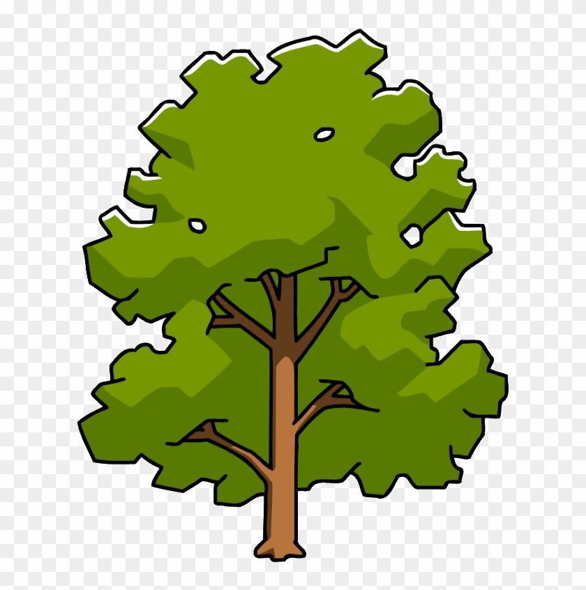 Sycamore - Oak #408864