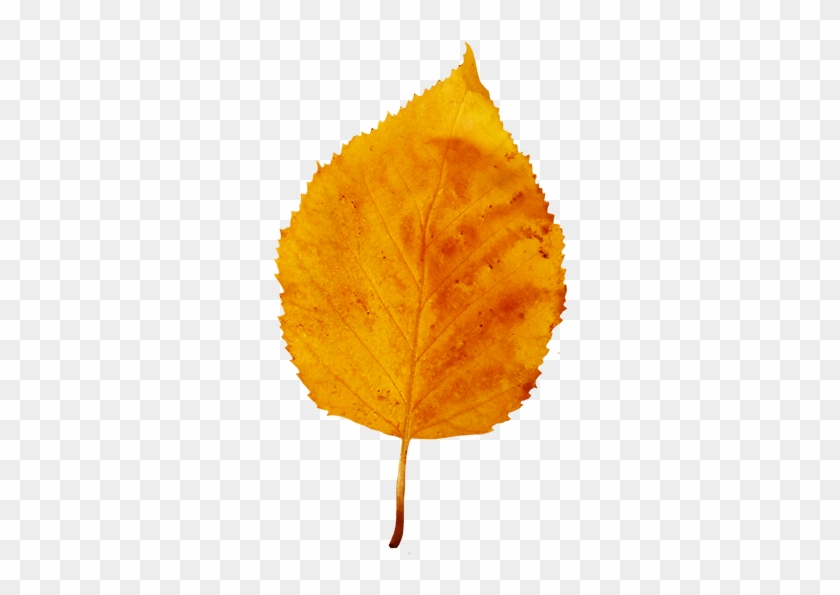 Colorful Fall Leaves Clip Art - Yellow Fall Leaf #408884