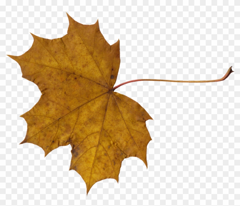 Png File Size - Leaves Png #408886