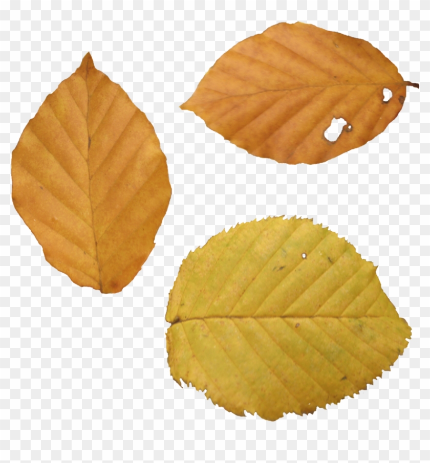 Autumn Png Leaf - Dry Leaf Png #408902