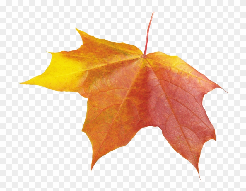 Autumn Lievs Png #408907