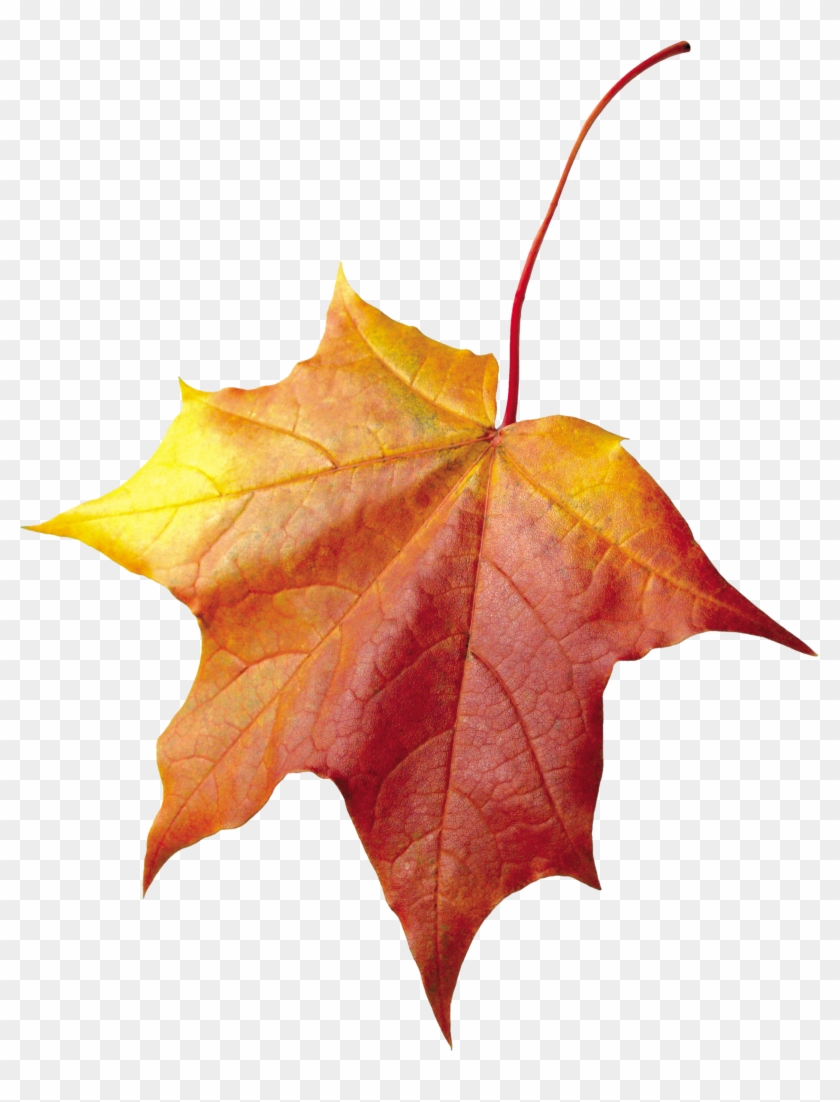 Осенние Листья Для Фотошопа #408909