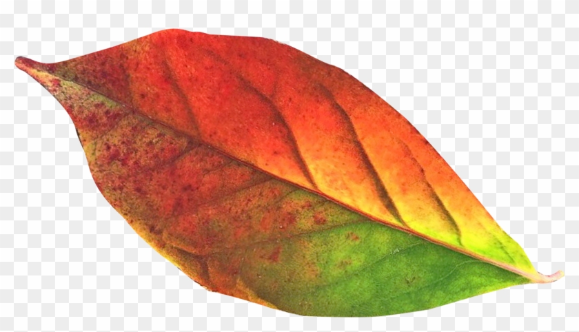 Fall Leaf Png Download - Transparency #408911