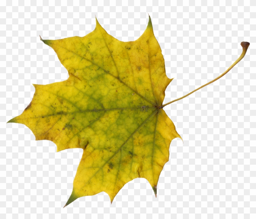 Png File Size - Maple Leaf #408913