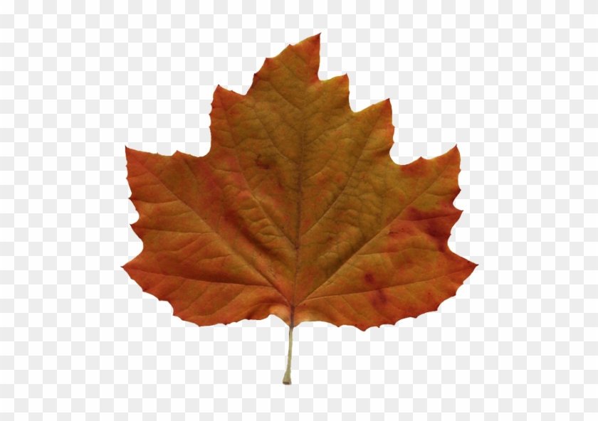 Leaves - Brown Leaf Png #408915