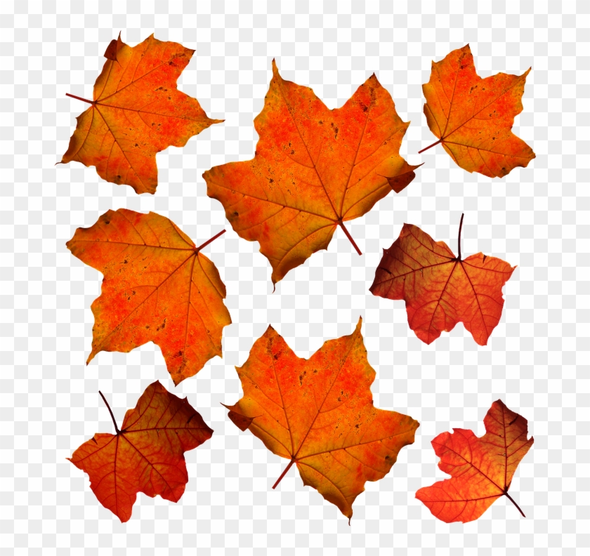 Pictures Of Maple Leaves 13, Buy Clip Art - Fall Orange Leaves #408969