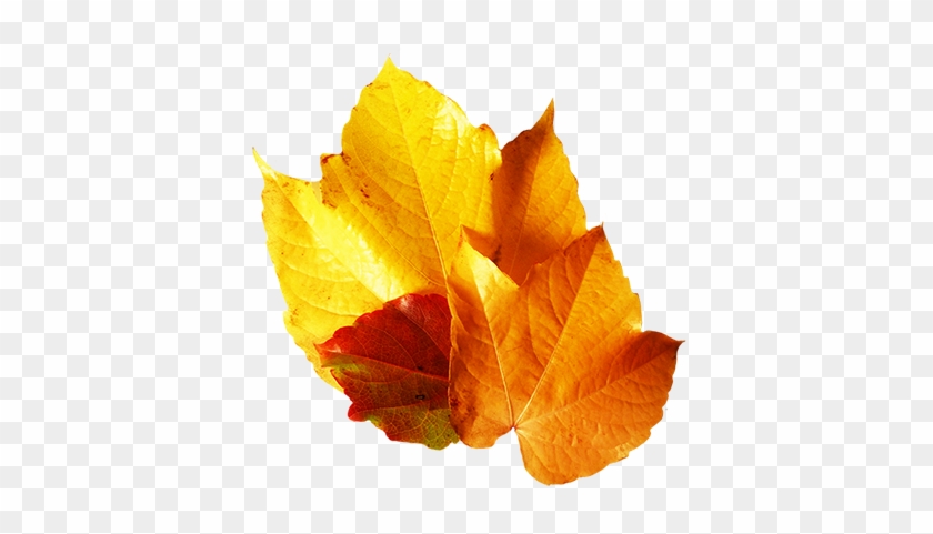 Yellow Fall Leaf Clip Art - Maple Leaf #408977