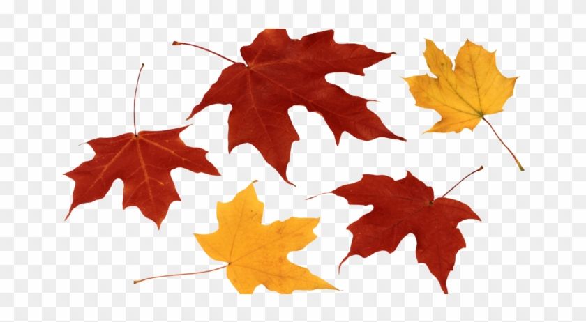 Fall Leaf Hd Images - Png Maple Leaf #409024