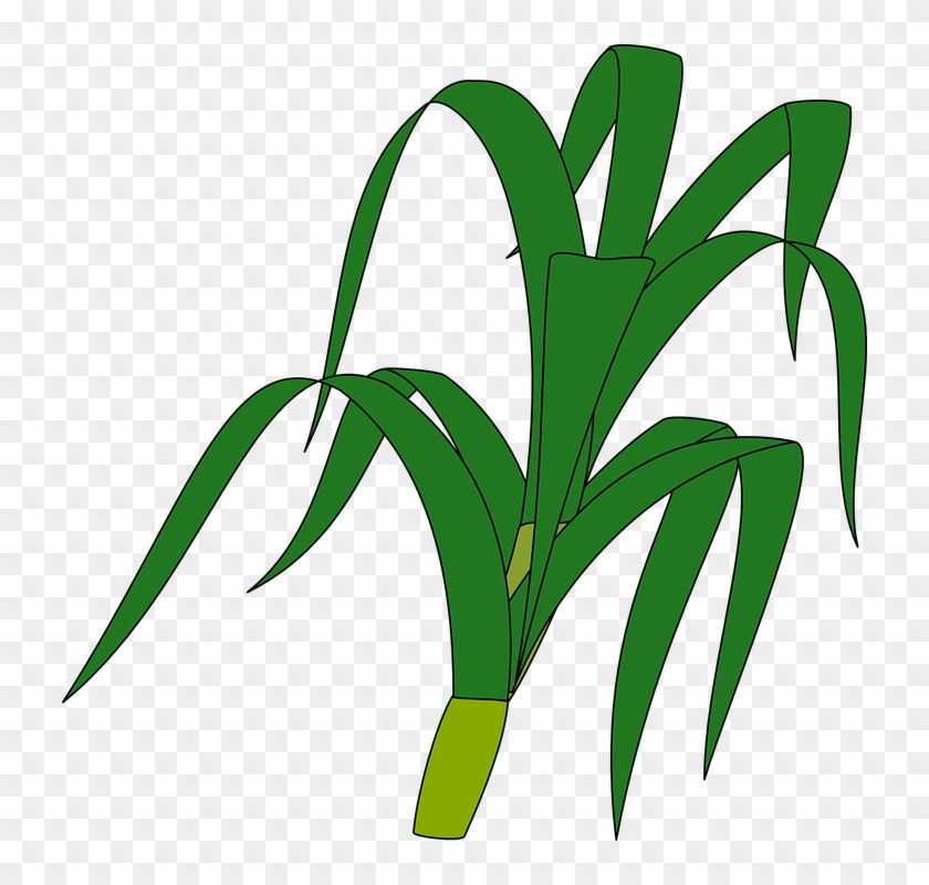 Jungle Plants Cliparts 20, Buy Clip Art - Corn Stalk Clip Art #409108