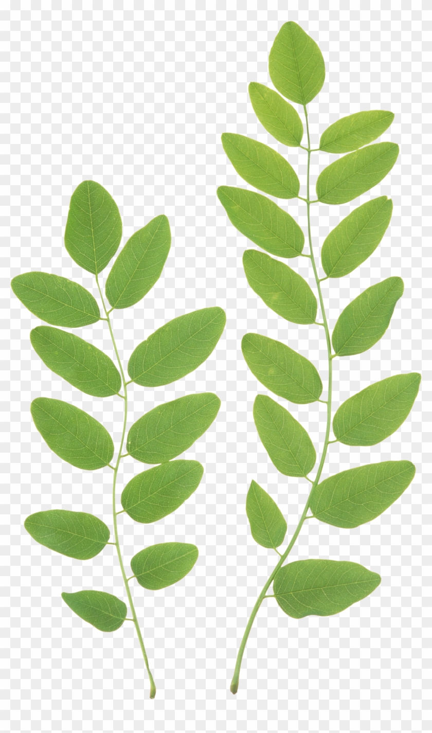 Green Branch Cliparts - Green Leaf Transparent Background #409194