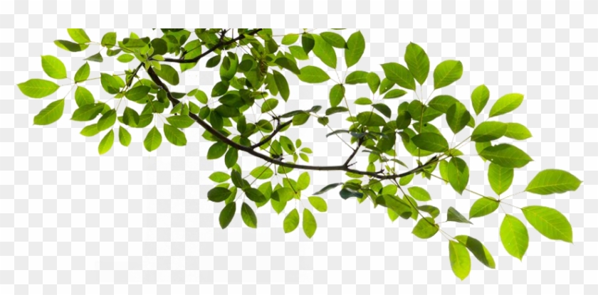 Image - Tree Branch Png #409212