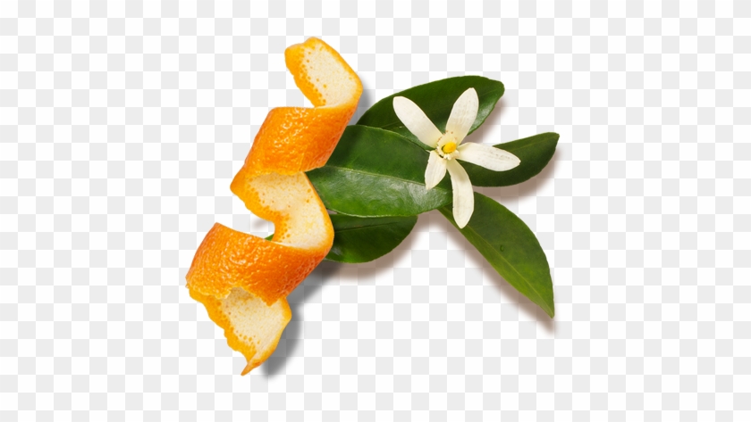 Citrus Png #409247