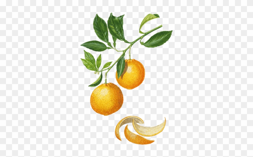 Orange Douce - Tangerine #409263