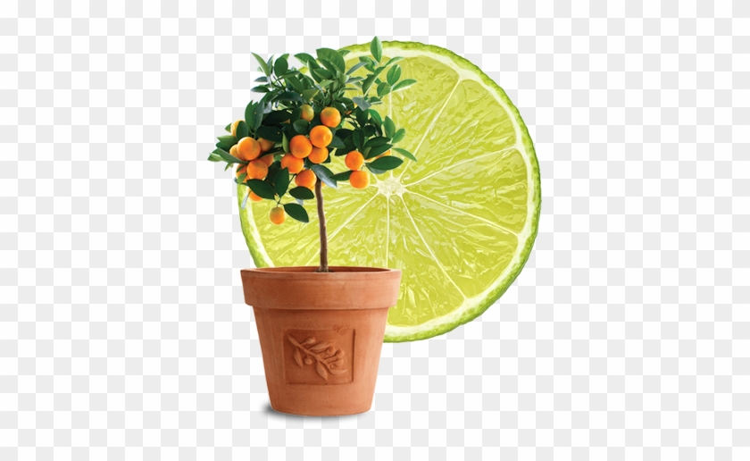 Citrus Lime - Chinese Citrus Plants #409403