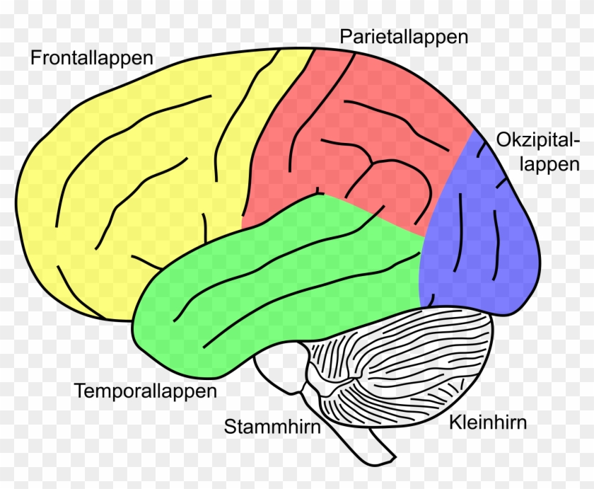 File - Gehirn, Lateral - Lobi Deu - Svg - Wikimedia - Label Of A Brain #409950