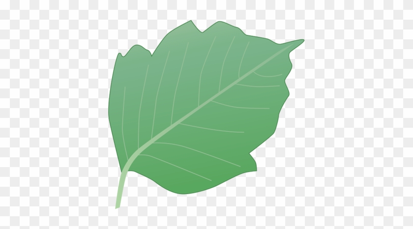 19 Poison Ivy Vines Vectors Images Poison Ivy Vine - Fully Licensed And Insured #409999