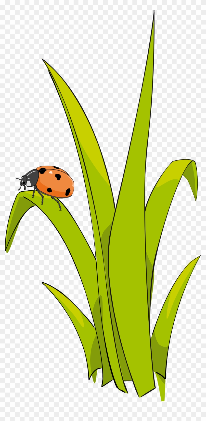 Grass Cartoon - Un Brin D Herbe #410053