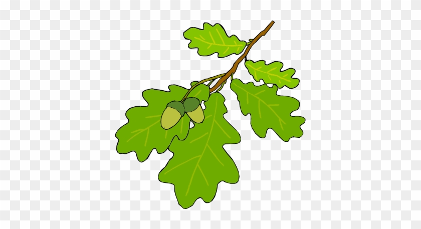 Leaf Identification - Oak Tree Leaf Cartoon #410091
