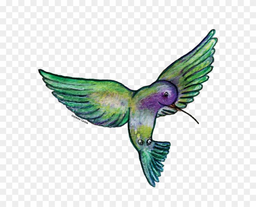 Paxgalaxy - Clipart Colibri #410788