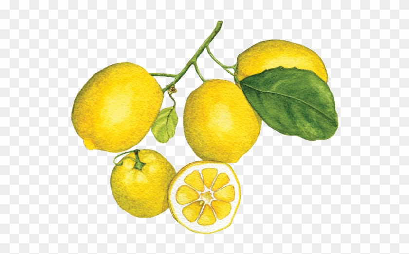 Meyer Lemon - Meyer Lemon #411276