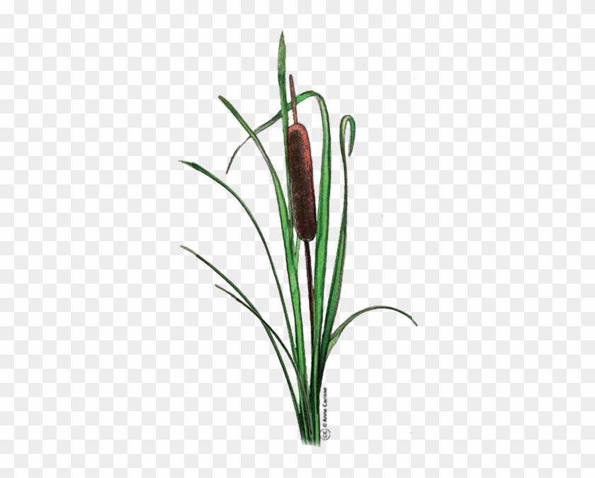 Gratuit Clipart Fleurs - Clip Art #411580