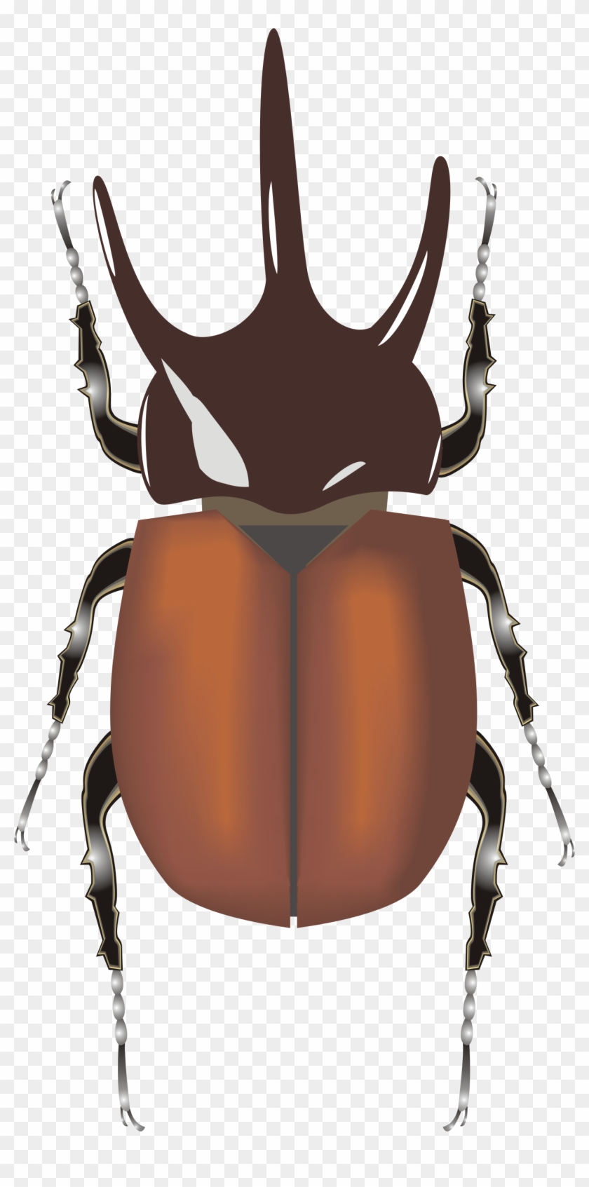 Elephant Beetle #412212