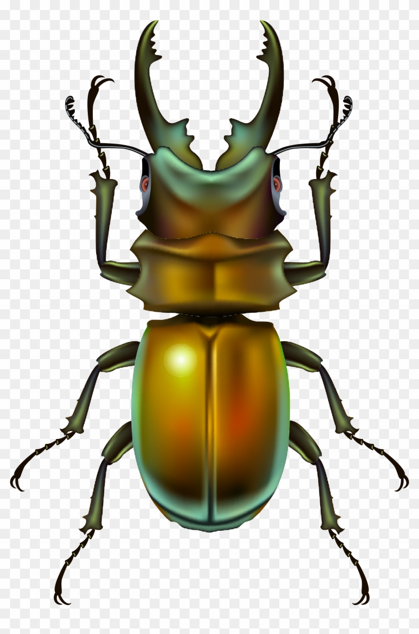 Клипарт Насекомые - Insect .png #412326