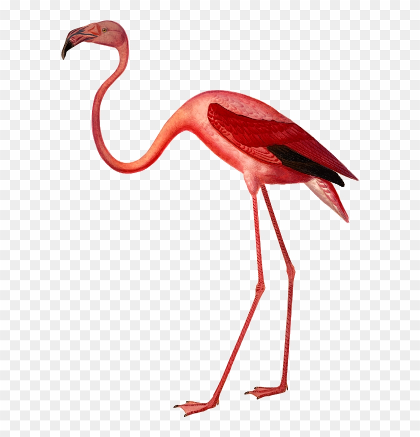 By Firkin - Greater Flamingo #412691
