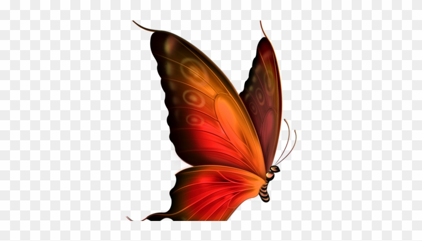 Bof⋅ⵣ [ - - ] @bof@mstdn - Fr - Transparent Butterfly #413425