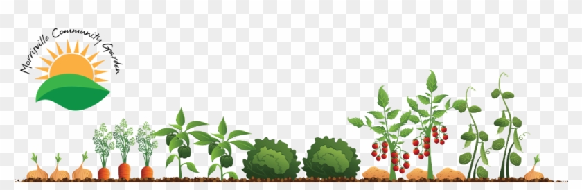 Community Clipart Community Gardening - Vegetable Garden Illustration -  Free Transparent PNG Clipart Images Download