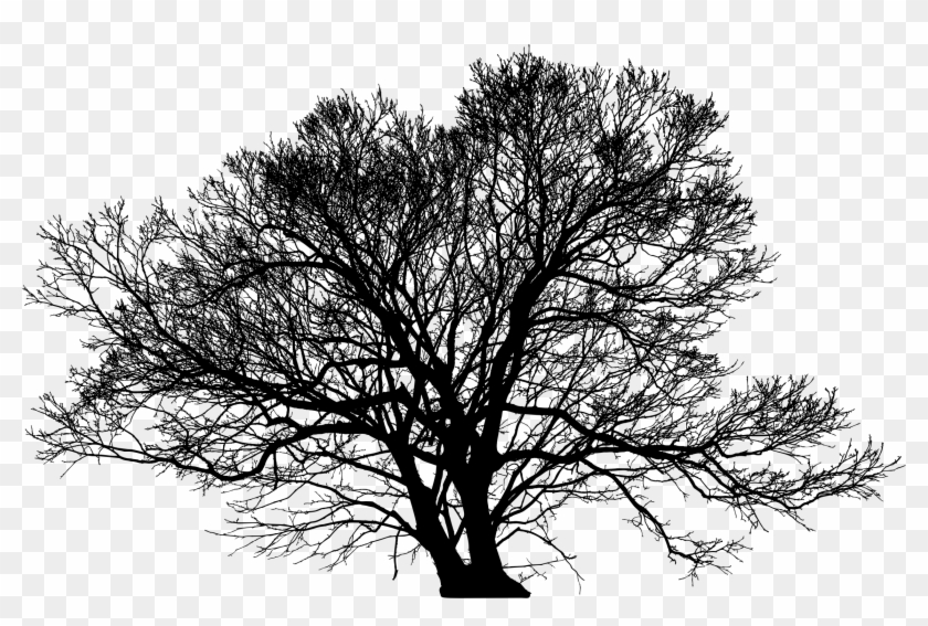 Big Image - Trees Silhouette Png #414269