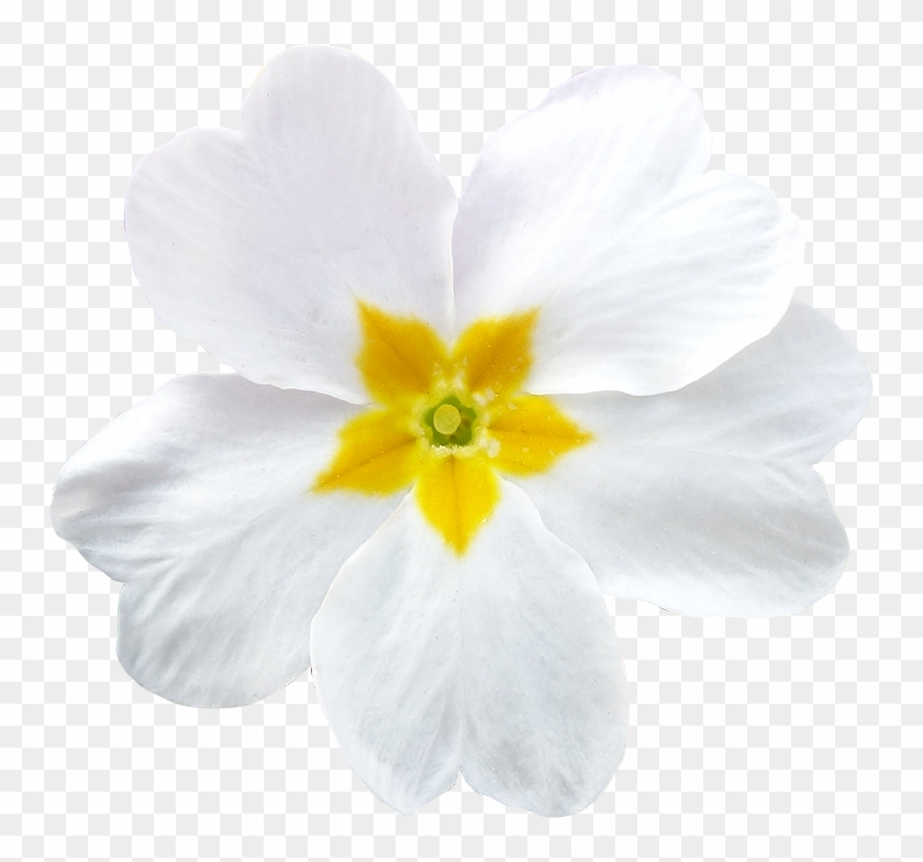 Fleur Detouree Photo - Primrose #414529